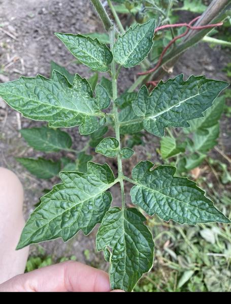 Amethyst Cream Cherry